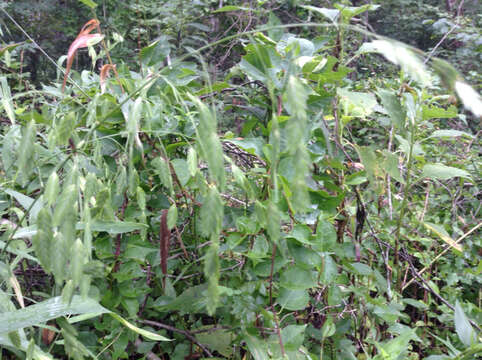 Imagem de Chasmanthium latifolium (Michx.) H. O. Yates