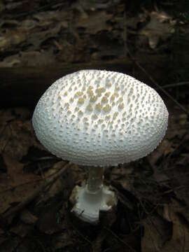 Image of Amanita abrupta Peck 1897