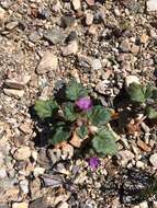 Image of calthaleaf phacelia