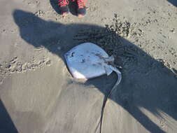 Image of Atlantic Stingray