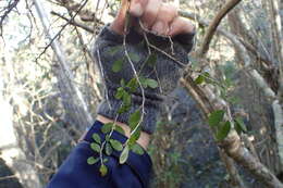 Image of Flueggea verrucosa (Thunb.) G. L. Webster