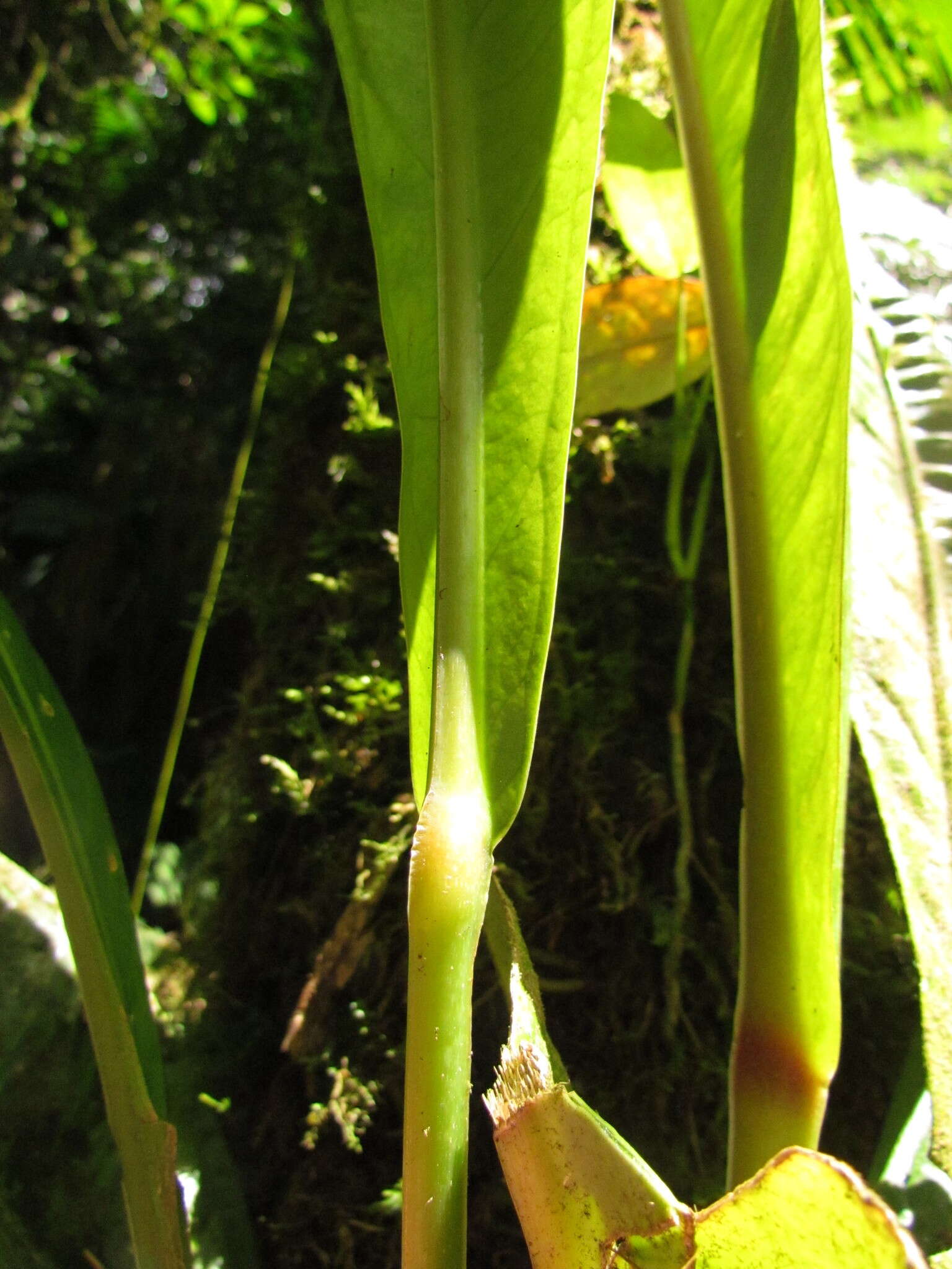 Image of Anthurium urvilleanum Schott