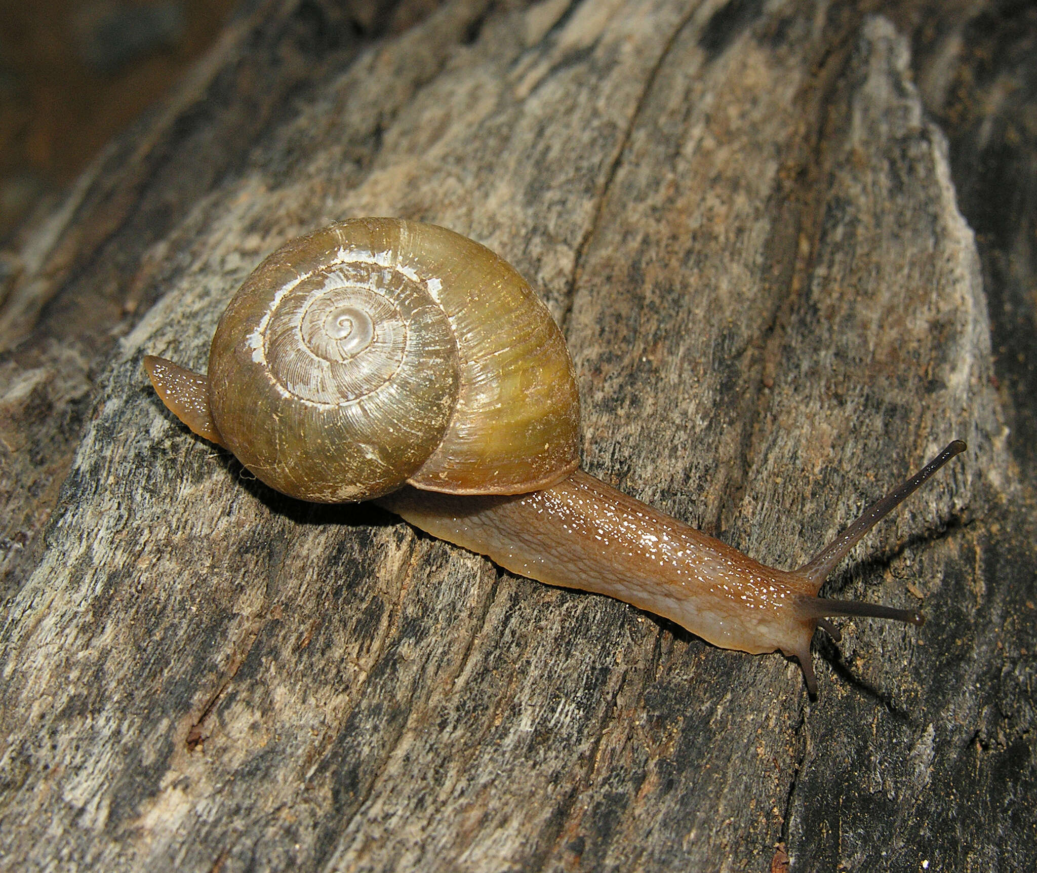 Image of Afrorhytida knysnaensis (L. Pfeiffer 1846)