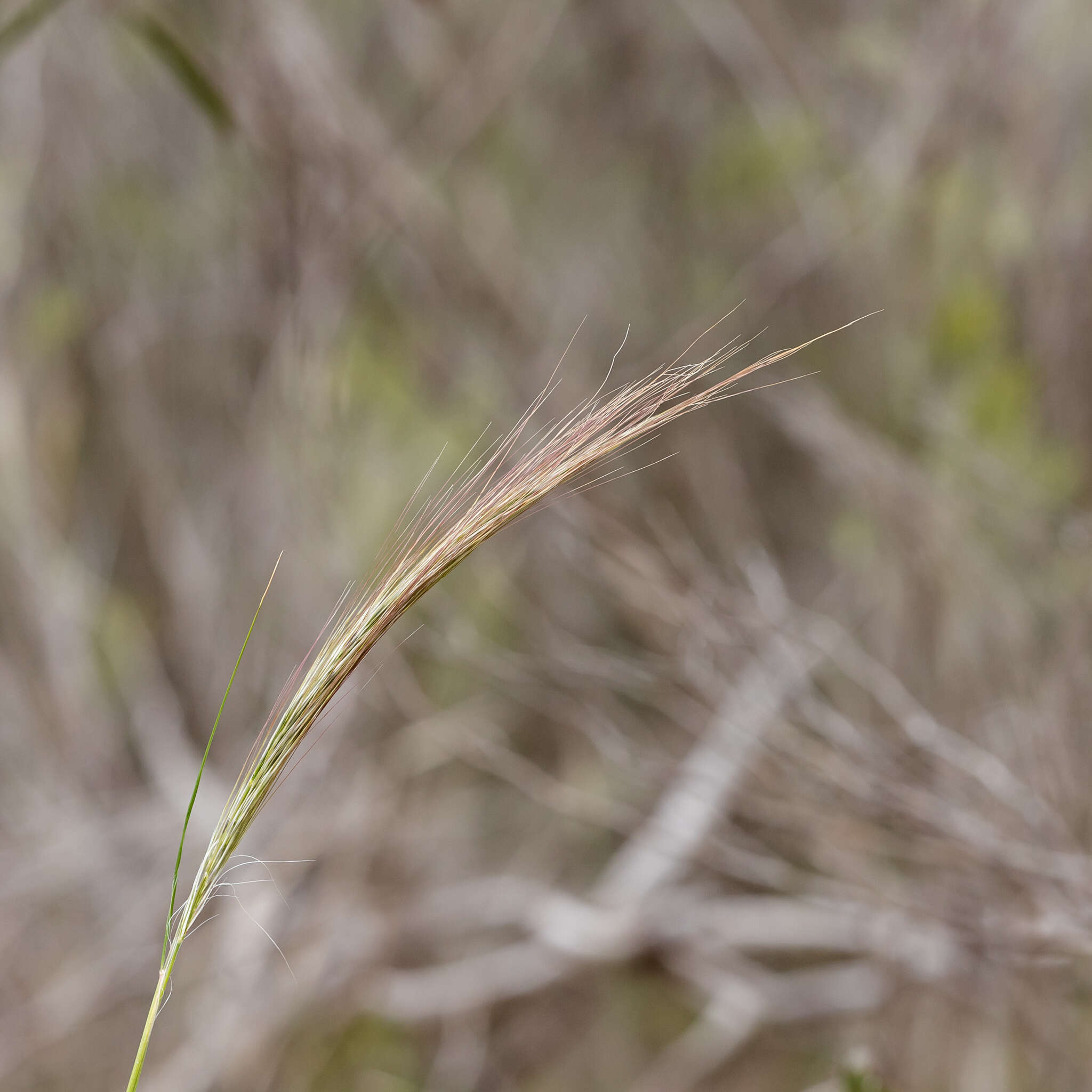 Image of Austrostipa mollis (R. Br.) S. W. L. Jacobs & J. Everett