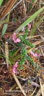 Image de Vaccinium crenatum (G. Don) Sleumer