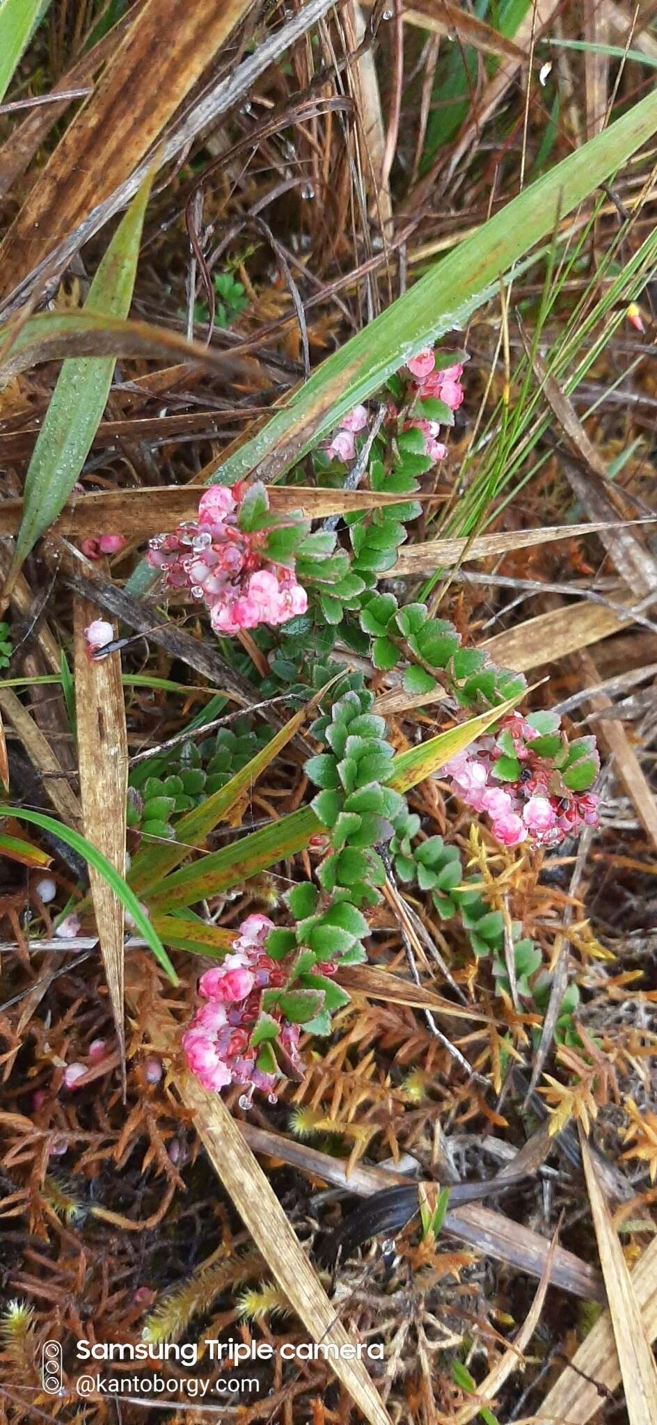 Vaccinium crenatum (G. Don) Sleumer的圖片