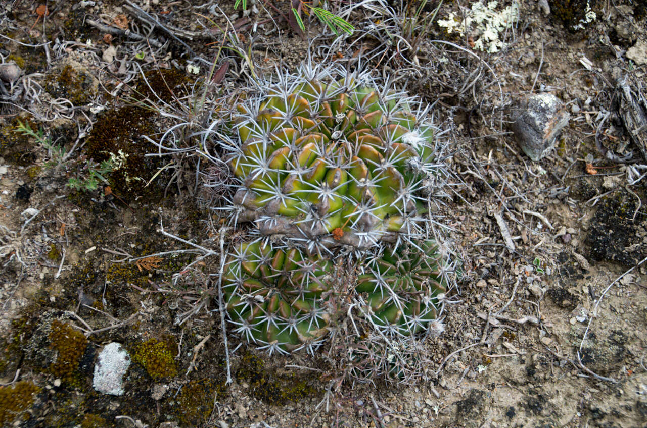 Image de Echinopsis calorubra Cárdenas