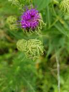 Vernonia arkansana DC. resmi