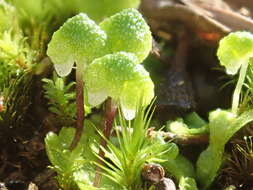 Image of Asterella drummondii (Taylor) R. M. Schust. ex D. G. Long