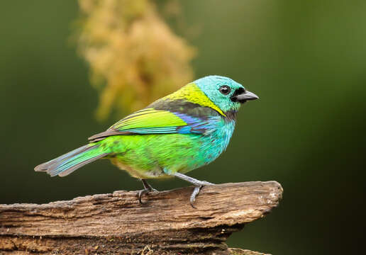 Image of Green-headed Tanager