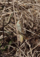 Image de Euchorthippus elegantulus Zeuner 1940