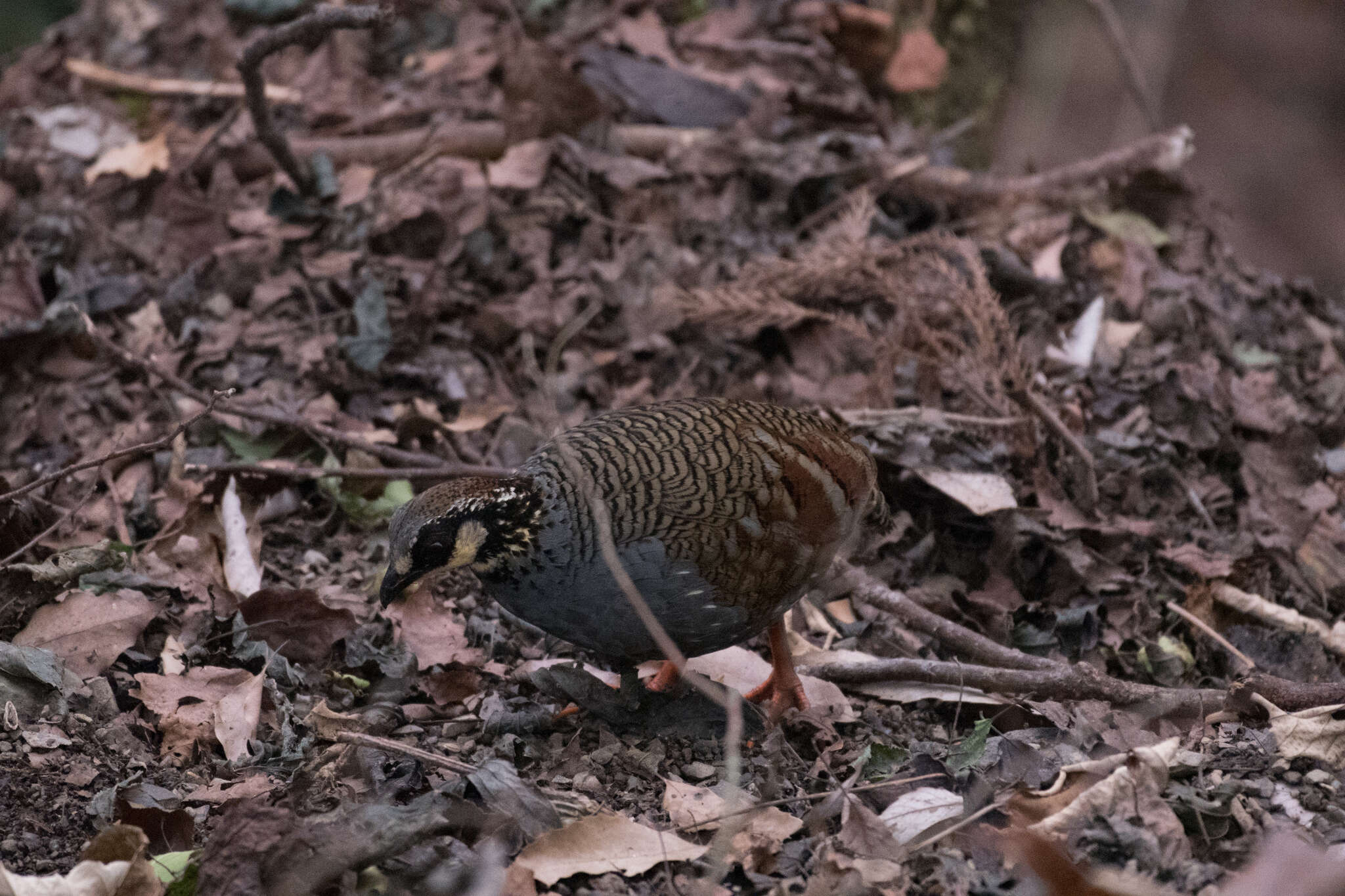 Image of Taiwan Hill Partridge