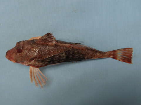 Image of Blackfin gurnard