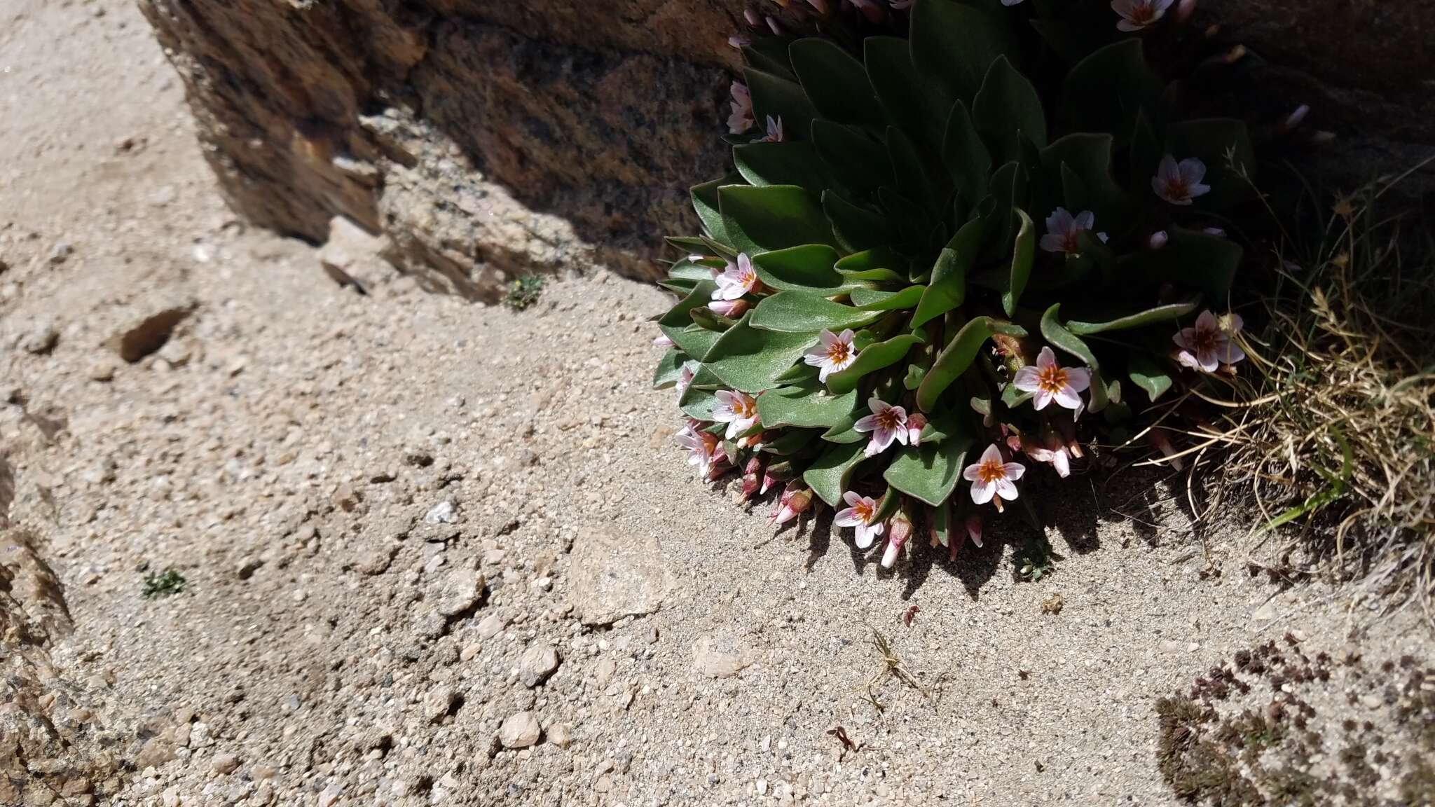 Image of alpine springbeauty