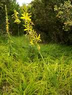 Image of Asphodeline liburnica (Scop.) Rchb.