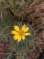 Plancia ëd Ericameria linearifolia (DC.) L. E. Urbatsch & J. R. Wussow