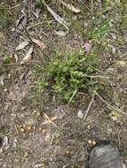 Image of Caladenia leptochila Fitzg.