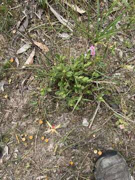 Image of Caladenia leptochila Fitzg.