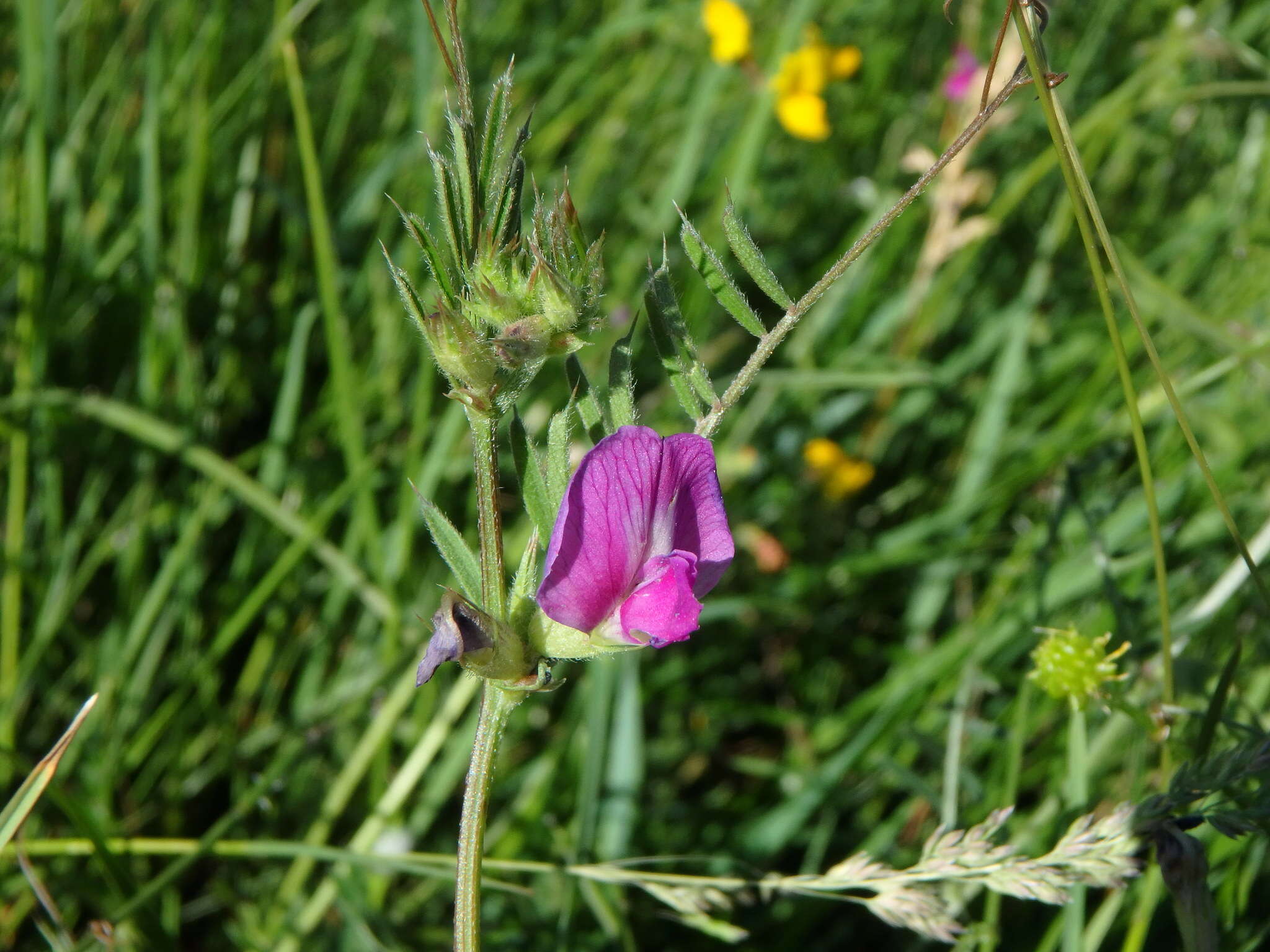 Image of garden vetch