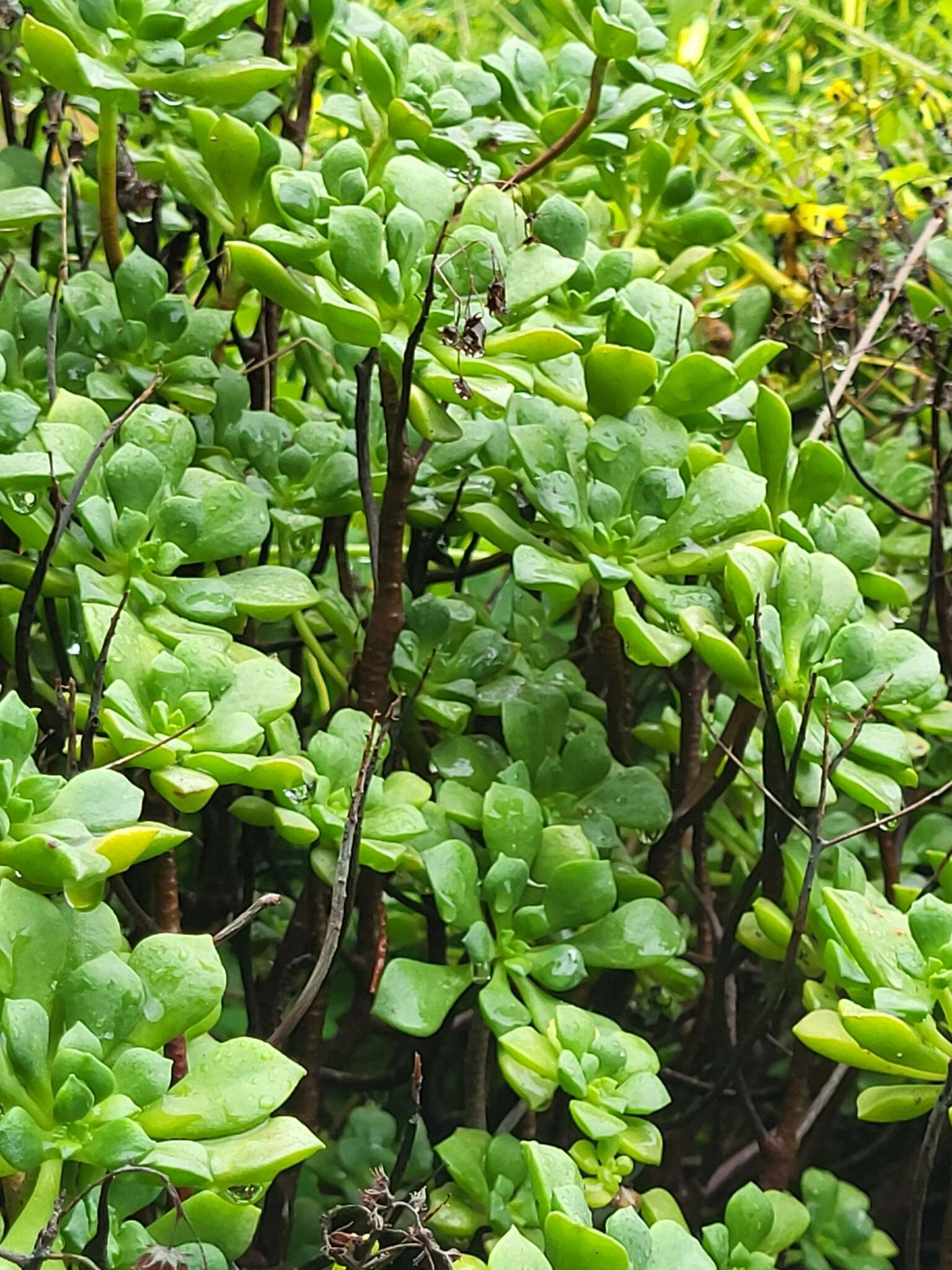 Image of Aeonium lindleyi subsp. viscatum (Bolle) Bañares