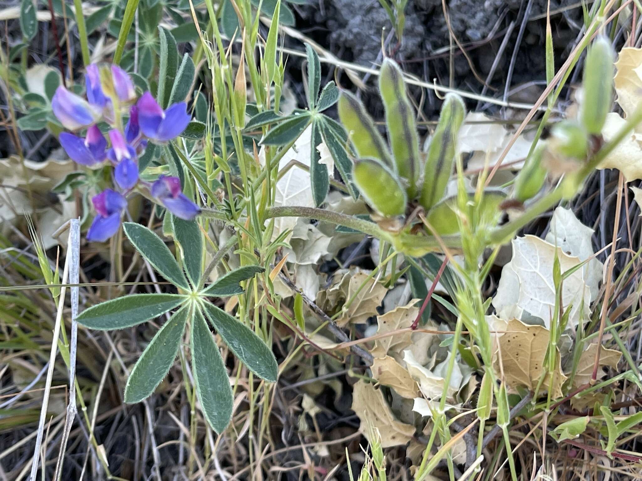 Sivun Lupinus affinis J. Agardh kuva