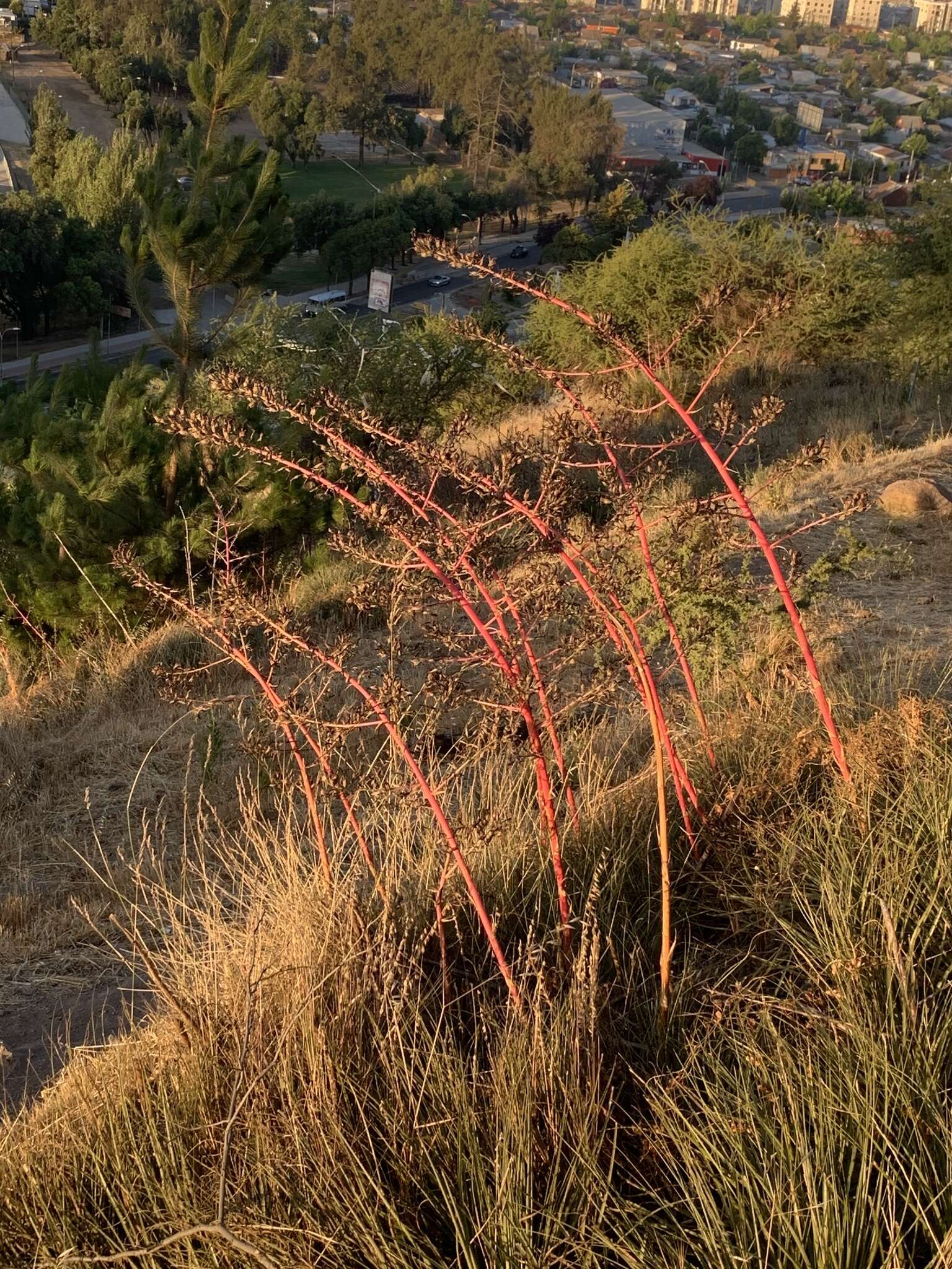 Image of Puya coerulea Lindl.