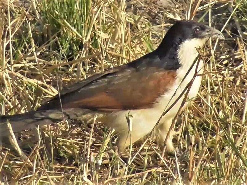 Plancia ëd Centropus cupreicaudus Reichenow 1896