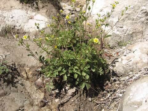 Image of Sticky Woodbeauty