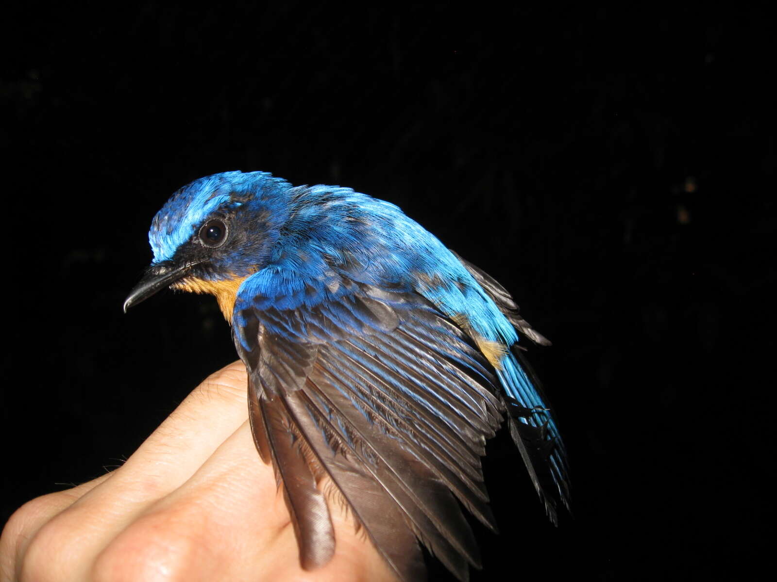 Image of Bornean Blue Flycatcher