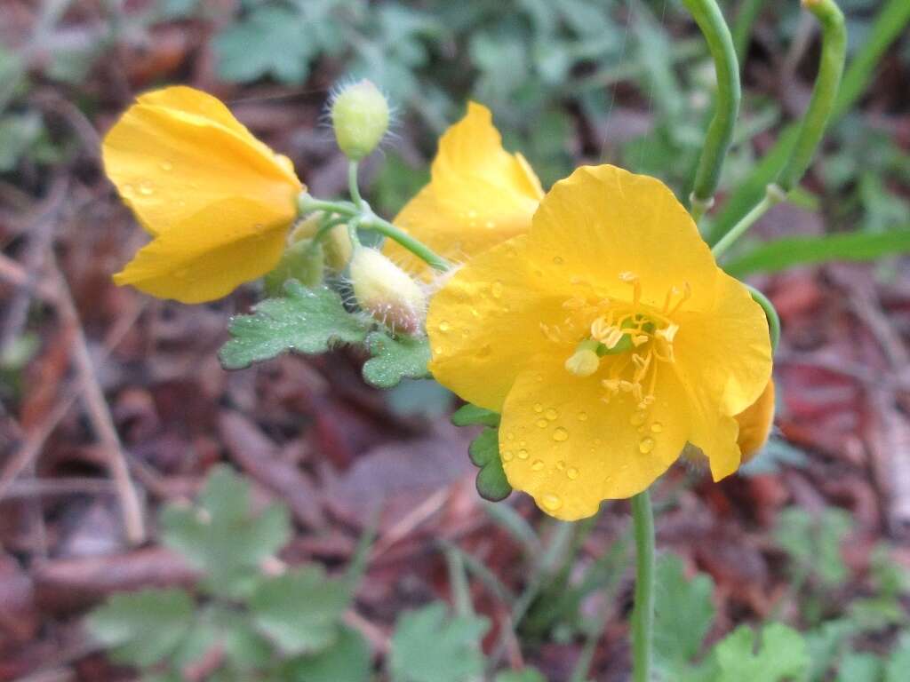 Image of Chelidonium asiaticum (Hara) A. Krahulcová