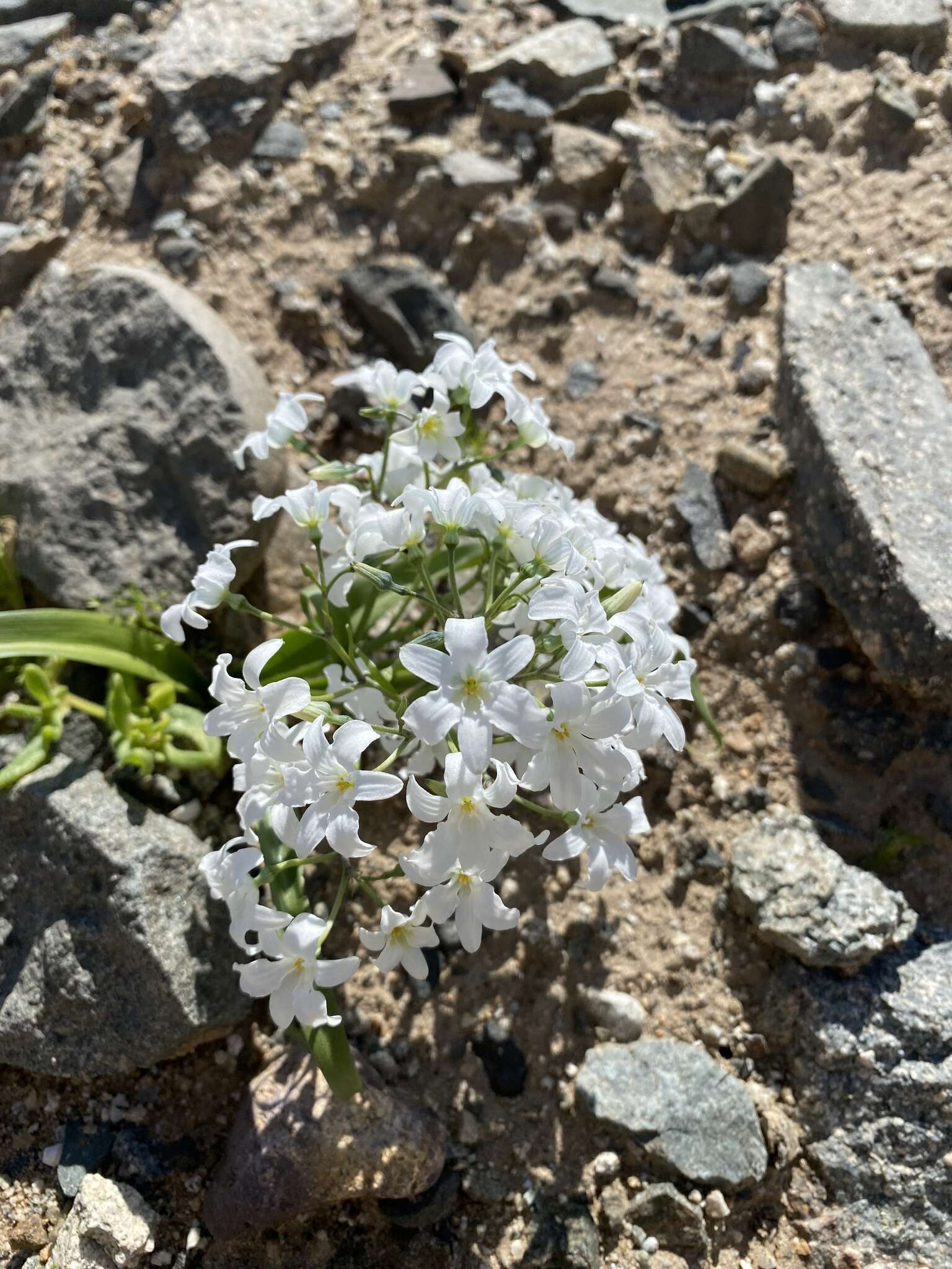 Image of Zephyra compacta C. Ehrh.