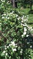 Image of Asian meadowsweet