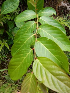 Image of Casearia membranacea Hance