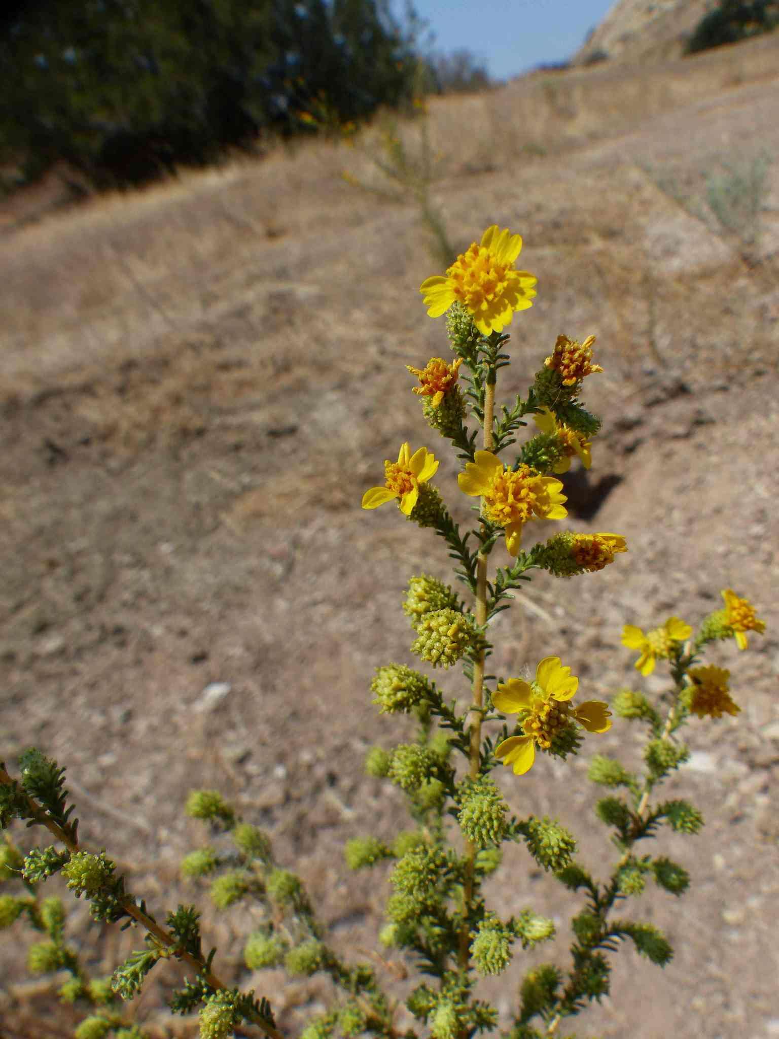 Image of San Joaquin tarweed