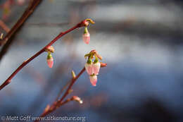 Image of Alaska blueberry