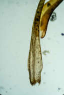 Image of Rhabdoweisiaceae
