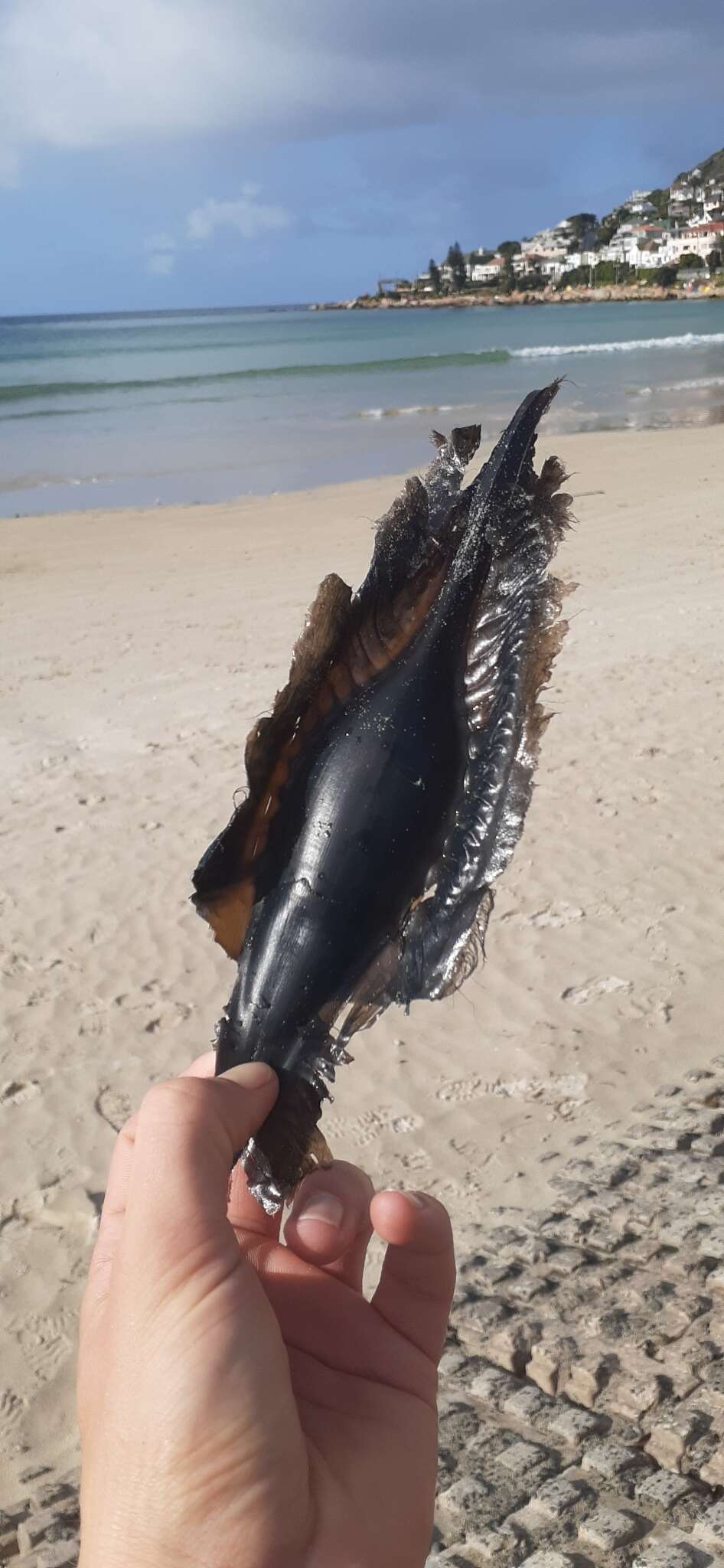 Image of Cape Elephantfish