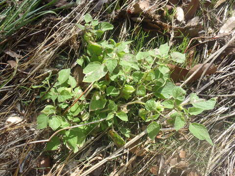 Imagem de Physalis pubescens L.