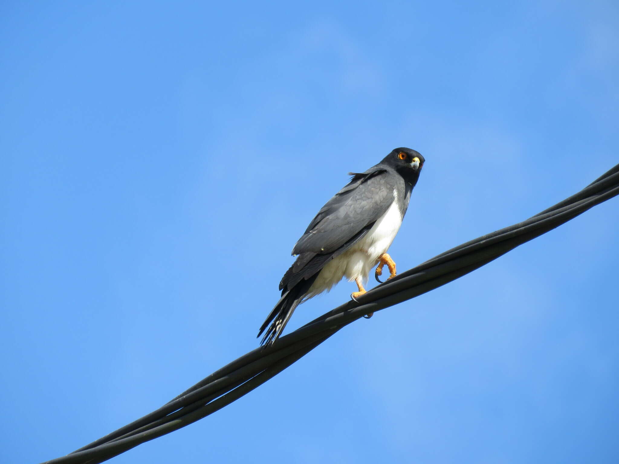 Image of White-bellied Goshawk