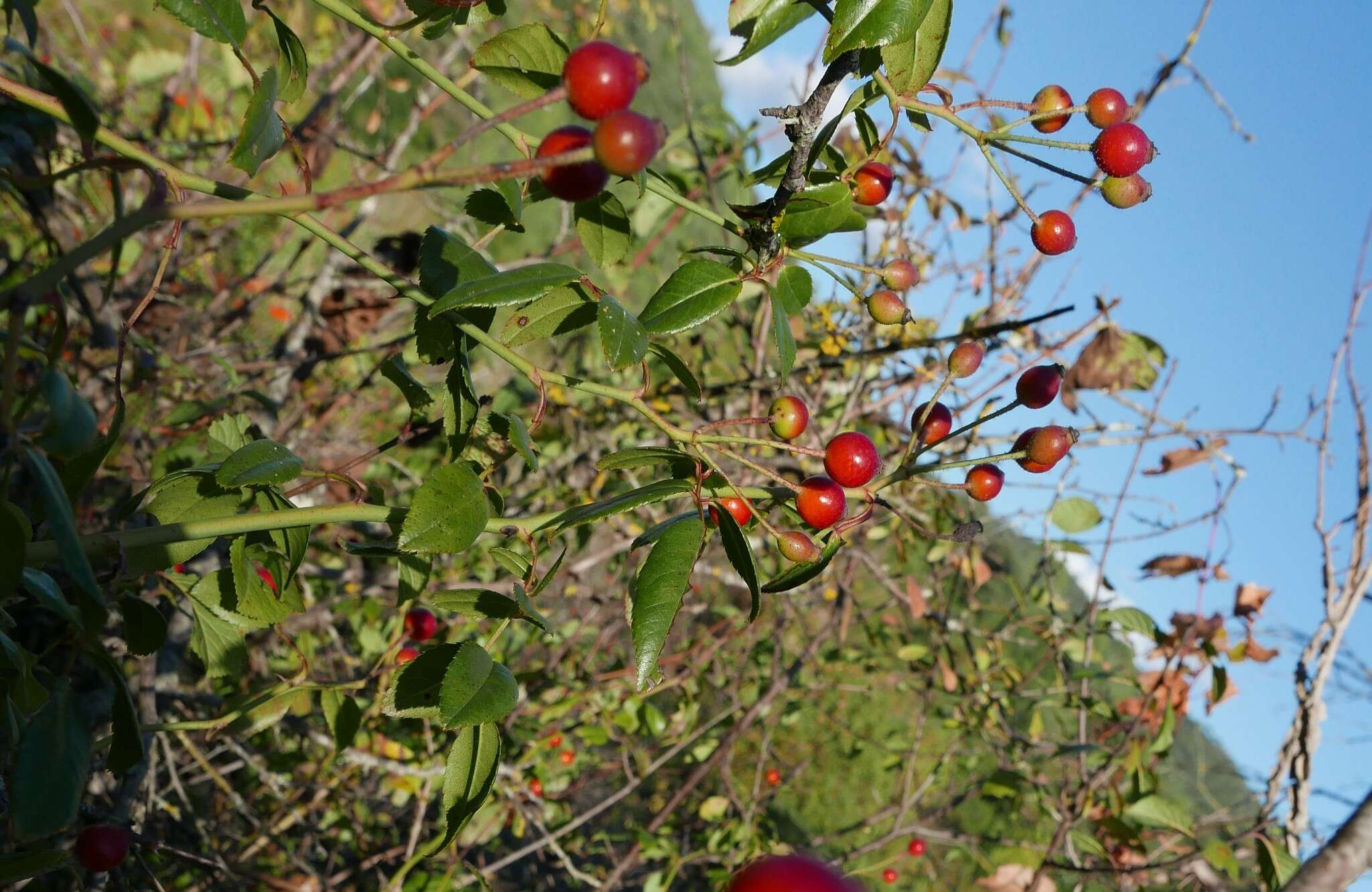 Image of evergreen rose