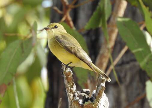 Microeca flavigaster Gould 1843的圖片