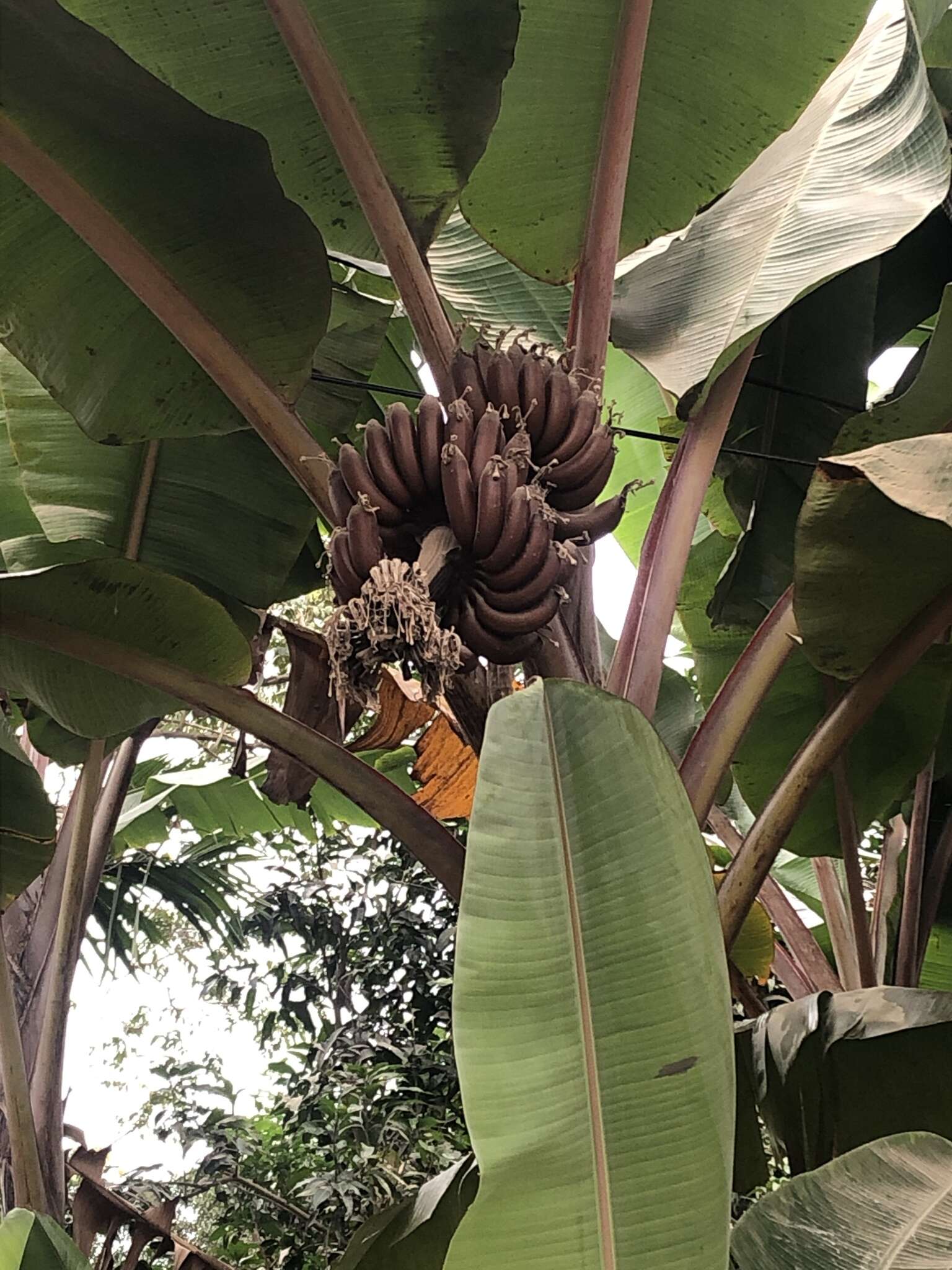 Image of edible banana