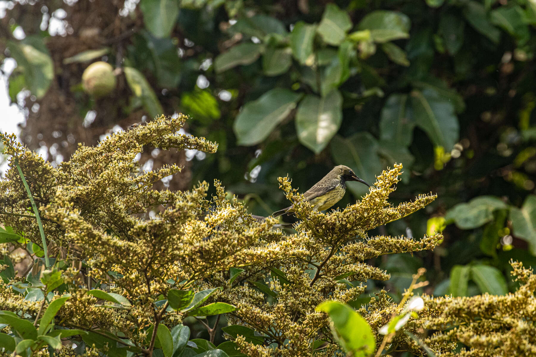 Image of Splendid Sunbird