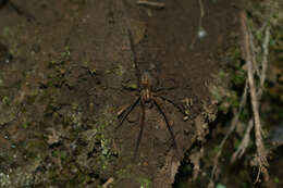 Image of Eratigena inermis (Simon 1870)