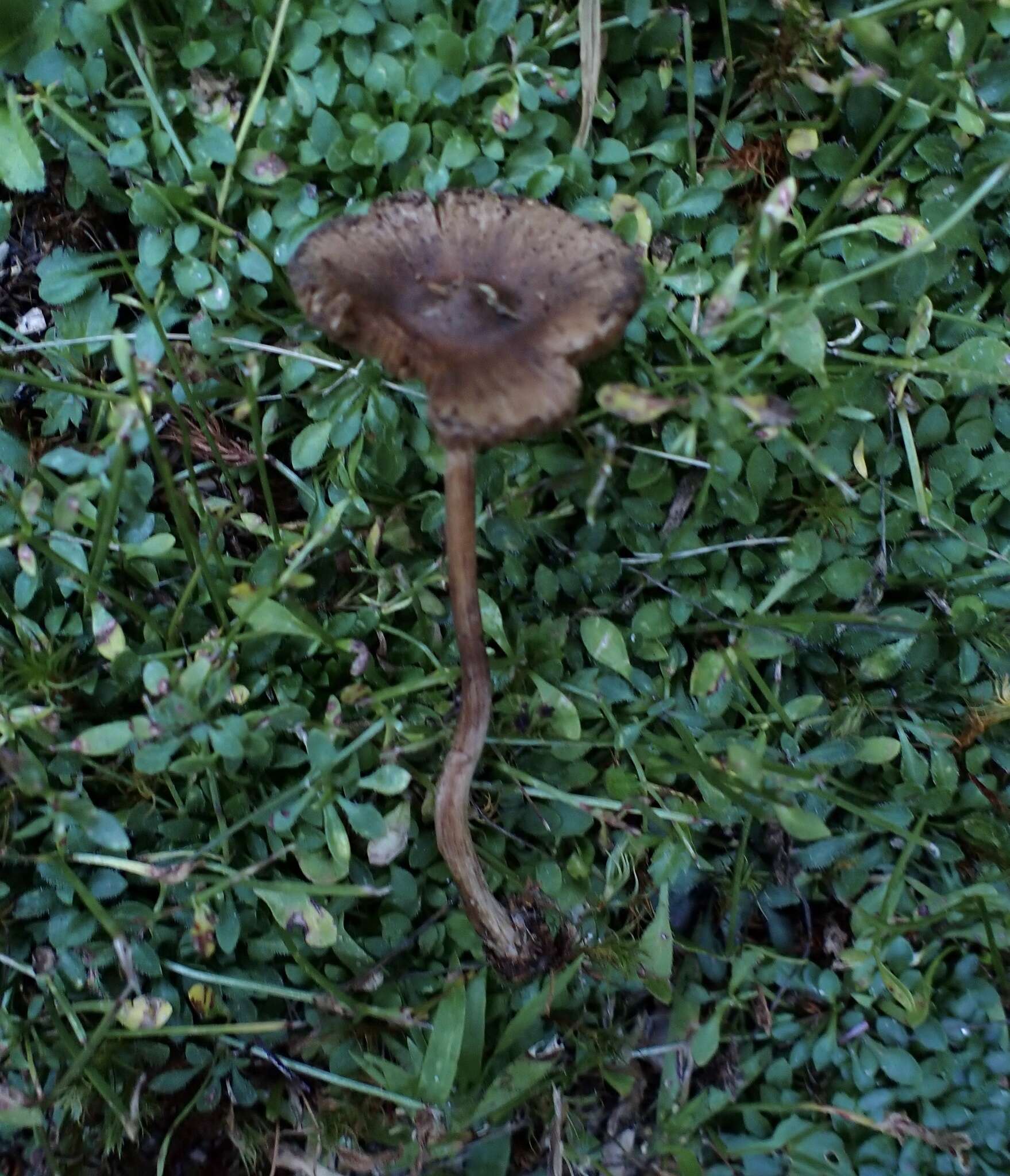 Image of Inocybe napipes J. E. Lange 1917