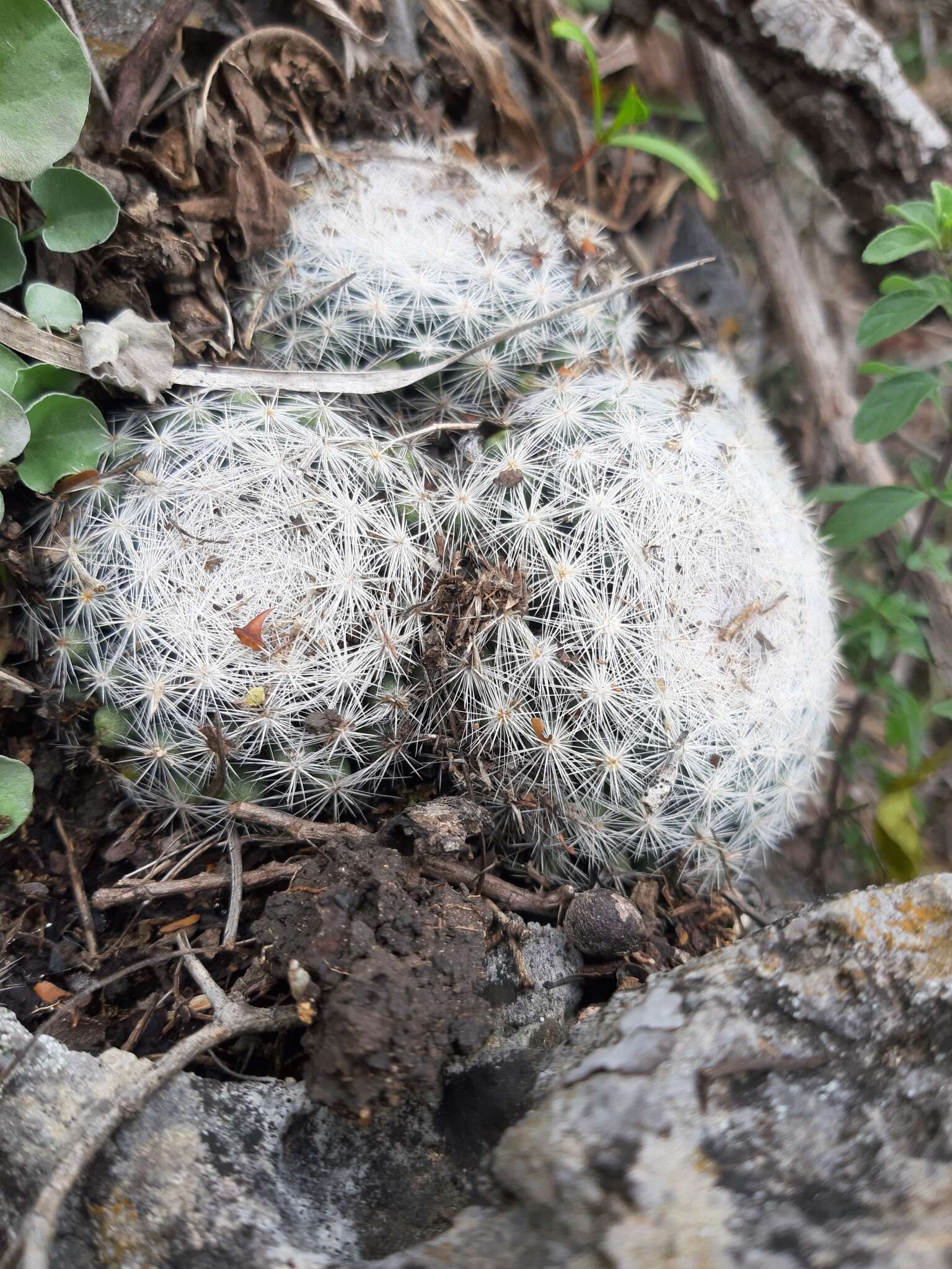 Plancia ëd Mammilloydia candida subsp. candida