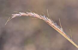 Sivun Schizachyrium fragile (R. Br.) A. Camus kuva