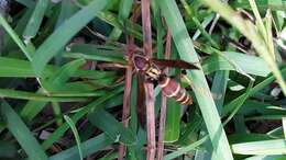 Image of Polistes dorsalis dorsalis