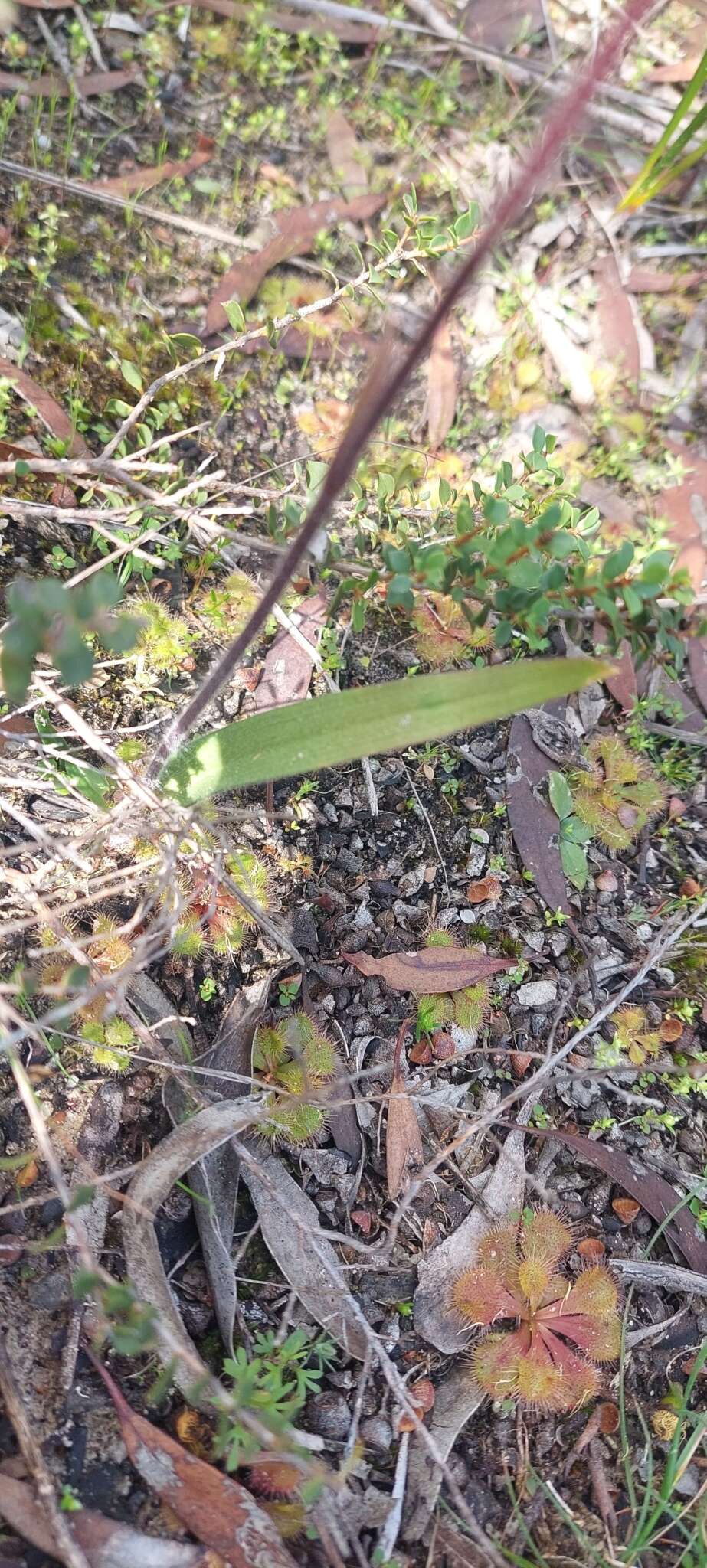 Image of Rigid spider orchid