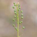 Neslia paniculata subsp. thracica (Velen.) Bornm.的圖片